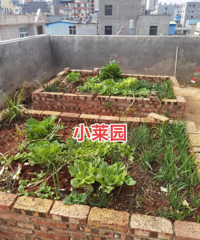 栽培小白菜,轻松上手,家庭菜园首选 栽培小白菜,轻松上手,家庭菜园首选