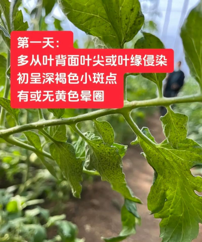 番茄树病害防治,识别常见问题,掌握有效方法 番茄树病害防治,识别常见问题,掌握有效方法