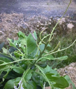 树斜纹夜蛾防治,识别虫害特征,掌握有效方法 树斜纹夜蛾防治,识别虫害特征,掌握有效方法