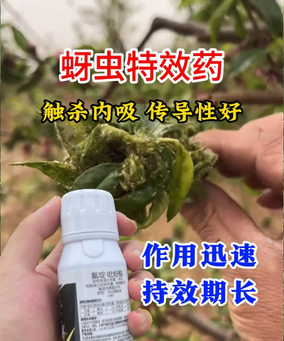 树蚜怎样防治,快速见效方法,家庭园艺必备 树蚜怎样防治,快速见效方法,家庭园艺必备