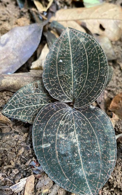 金线莲的栽培技术,掌握关键要点,轻松养出好状态 金线莲的栽培技术,掌握关键要点,轻松养出好状态