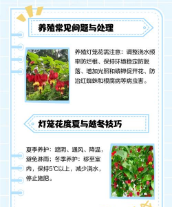 花笼怎么养,掌握关键技巧,轻松养活不费力 花笼怎么养,掌握关键技巧,轻松养活不费力