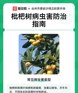 枇杷树防治虫子,常见虫害识别,有效应对方法 枇杷树防治虫子,常见虫害识别,有效应对方法