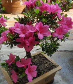 杜鹃花怎么养兔子,常见误区解析,新手避坑指南 杜鹃花怎么养兔子,常见误区解析,新手避坑指南