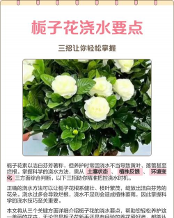 山栀子花怎么养,新手入门指南,轻松掌握技巧 山栀子花怎么养,新手入门指南,轻松掌握技巧