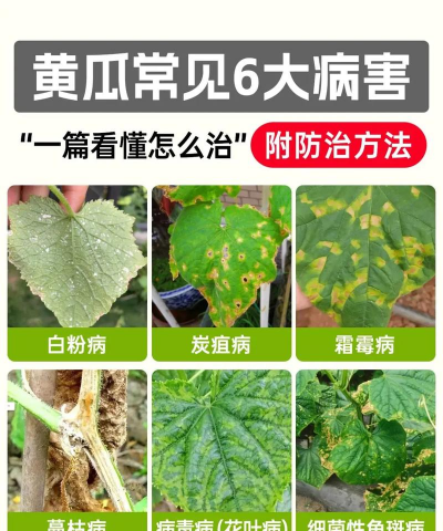 黄瓜树怎么防治,常见病害识别,有效管理方法 黄瓜树怎么防治,常见病害识别,有效管理方法