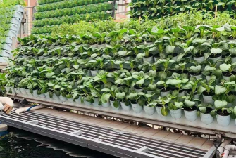 气雾栽培的缺点,常见问题分析,种植者需注意 气雾栽培的缺点,常见问题分析,种植者需注意