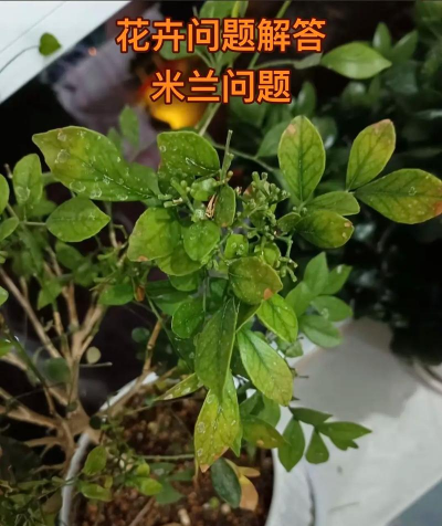 米兰树病虫防治,常见问题解析,实用应对方法 米兰树病虫防治,常见问题解析,实用应对方法