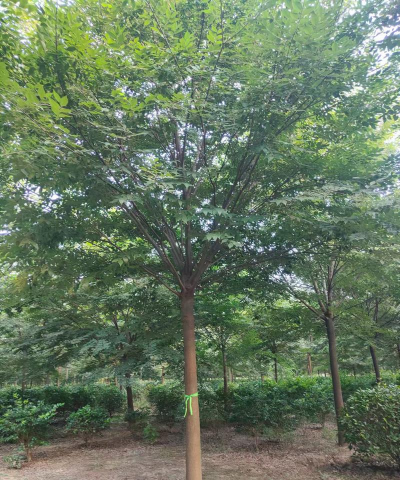 榉树病害防治,常见问题识别,有效处理方法 榉树病害防治,常见问题识别,有效处理方法