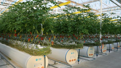 蔬菜设施栽培,提升种植效率,保障蔬菜供应 蔬菜设施栽培,提升种植效率,保障蔬菜供应