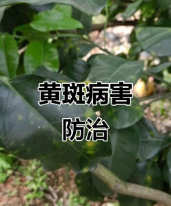 柚树病害防治,识别常见问题,掌握应对方法 柚树病害防治,识别常见问题,掌握应对方法