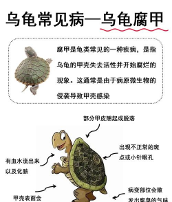 树鳖怎么防治,识别危害特征,掌握有效方法 树鳖怎么防治,识别危害特征,掌握有效方法
