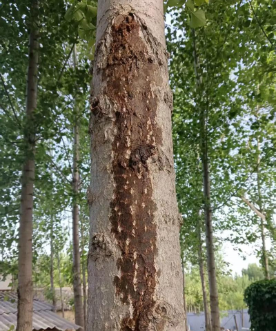 树腐烂如何防治,找准病因,科学处理 树腐烂如何防治,找准病因,科学处理