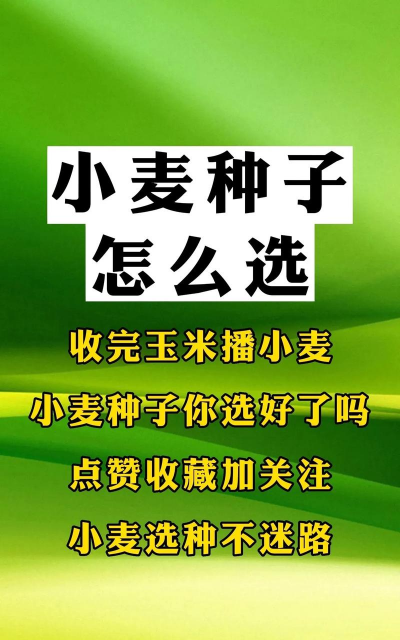 小麦高产栽培,选对品种,掌握关键技巧 小麦高产栽培,选对品种,掌握关键技巧