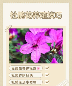 杜鹃花怎么养乌龟,常见误区解析,实用饲养建议 杜鹃花怎么养乌龟,常见误区解析,实用饲养建议