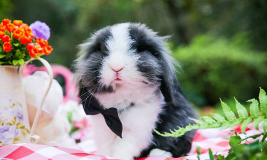 牡丹花怎么养兔子,常见误区解析,实用方法分享 牡丹花怎么养兔子,常见误区解析,实用方法分享