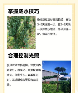红豆杉栽培,选对方法,轻松上手 红豆杉栽培,选对方法,轻松上手