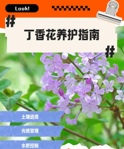 丁香花怎么养,掌握关键技巧,轻松花开满枝 丁香花怎么养,掌握关键技巧,轻松花开满枝