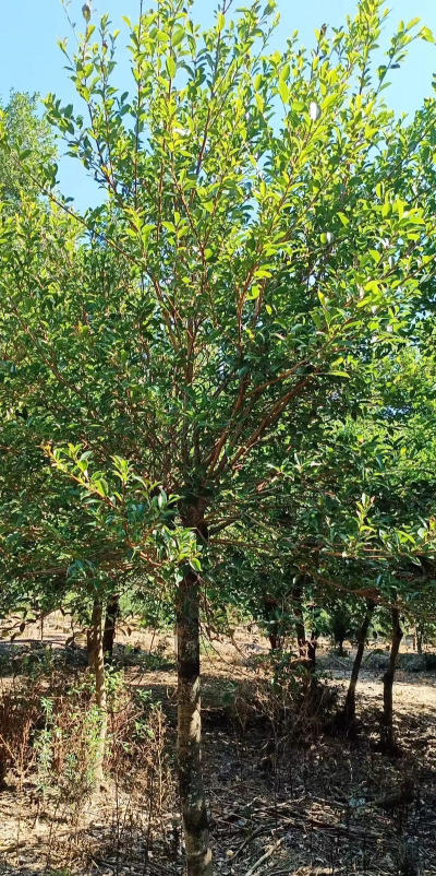 红皮树怎样防治,常见问题解析,实用方法分享 红皮树怎样防治,常见问题解析,实用方法分享