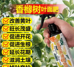 香橼树虫害防治,识别常见虫害,掌握有效方法 香橼树虫害防治,识别常见虫害,掌握有效方法