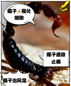 树蝎子如何防治,识别危害特征,掌握有效方法 树蝎子如何防治,识别危害特征,掌握有效方法