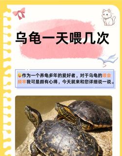 芙蓉花怎么养乌龟,常见误区解析,实用饲养建议 芙蓉花怎么养乌龟,常见误区解析,实用饲养建议