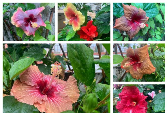 扶桑花怎么养,避免黄叶掉苞,开花更持久 扶桑花怎么养,避免黄叶掉苞,开花更持久