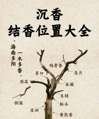 沉香的栽培,选对方法,轻松上手 沉香的栽培,选对方法,轻松上手