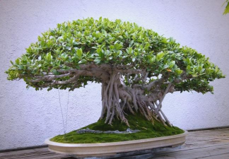 榕树盆景的栽培,掌握关键技巧,轻松打造绿意空间 榕树盆景的栽培,掌握关键技巧,轻松打造绿意空间