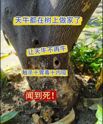 黄皮树天牛防治,识别虫害特征,掌握有效方法 黄皮树天牛防治,识别虫害特征,掌握有效方法