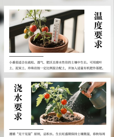 西红柿栽培与管理技术,掌握关键步骤,收获优质果实 西红柿栽培与管理技术,掌握关键步骤,收获优质果实