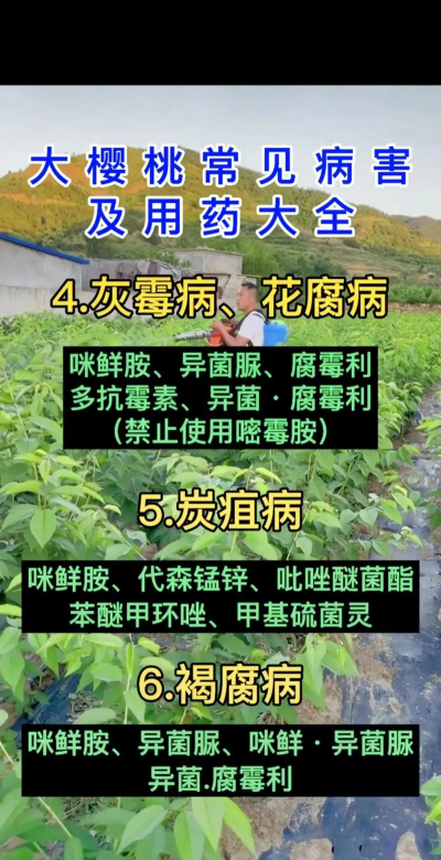 樱桃病毒树防治,识别早期症状,采取有效手段 樱桃病毒树防治,识别早期症状,采取有效手段