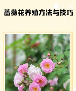 蔷薇花怎么养,掌握关键技巧,轻松花开满园 蔷薇花怎么养,掌握关键技巧,轻松花开满园