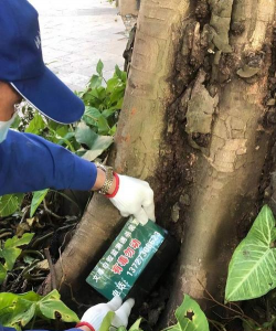 栾树防治白蚁,找准关键方法,保护树木健康 栾树防治白蚁,找准关键方法,保护树木健康