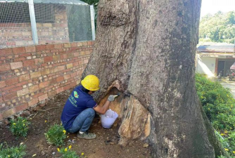 古树病害防治,识别常见问题,掌握有效方法 古树病害防治,识别常见问题,掌握有效方法