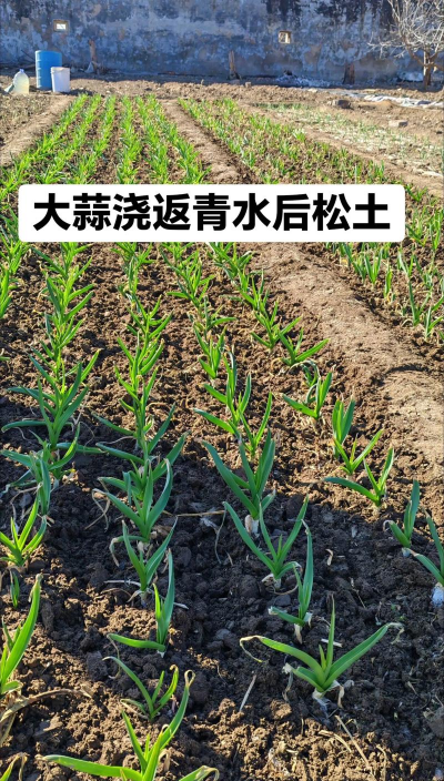 青蒜苗栽培,掌握关键技巧,轻松收获鲜嫩 青蒜苗栽培,掌握关键技巧,轻松收获鲜嫩