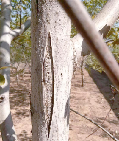 怎样防治树开裂,常见原因分析,实用修复方法 怎样防治树开裂,常见原因分析,实用修复方法