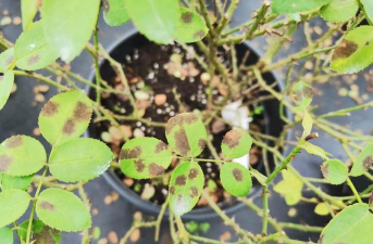 沉香树病虫防治,识别常见病害,掌握有效方法 沉香树病虫防治,识别常见病害,掌握有效方法