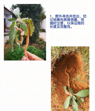 地黄的栽培,选对土壤,掌握关键步骤 地黄的栽培,选对土壤,掌握关键步骤