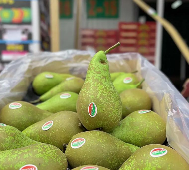 啤梨栽培,选对品种,掌握关键技巧 啤梨栽培,选对品种,掌握关键技巧