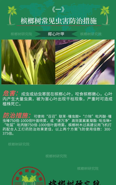 槟榔树防治方法,常见问题解析,实用操作指南 槟榔树防治方法,常见问题解析,实用操作指南
