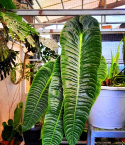 火鹤花怎么养多肉,掌握关键技巧,轻松爆盆生长 火鹤花怎么养多肉,掌握关键技巧,轻松爆盆生长