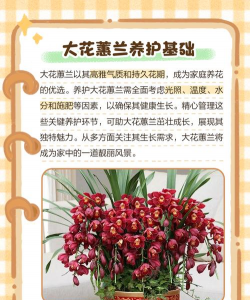 大花蕙兰怎么养指甲,常见问题解析,实用养护技巧 大花蕙兰怎么养指甲,常见问题解析,实用养护技巧
