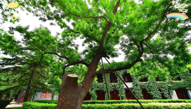 北京古树防治,保护城市记忆,延续生态价值 北京古树防治,保护城市记忆,延续生态价值