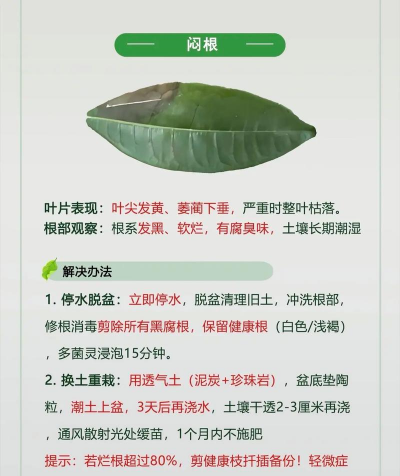 柊树病害防治,识别常见问题,掌握有效方法 柊树病害防治,识别常见问题,掌握有效方法