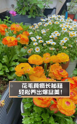 花毛茛怎么养,掌握关键技巧,轻松爆盆开花 花毛茛怎么养,掌握关键技巧,轻松爆盆开花