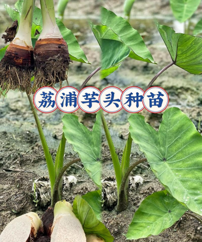 荔浦芋头栽培技术,选对品种,掌握关键步骤 荔浦芋头栽培技术,选对品种,掌握关键步骤