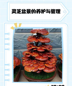 灵芝盆景栽培技术,掌握关键步骤,打造独特景观 灵芝盆景栽培技术,掌握关键步骤,打造独特景观