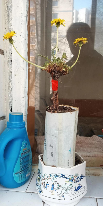 蒲公英的栽培技术,轻松上手,收获满满 蒲公英的栽培技术,轻松上手,收获满满