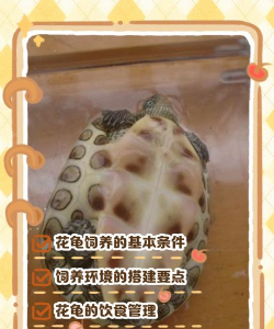 康乃馨花怎么养乌龟,常见误区解析,正确饲养方法 康乃馨花怎么养乌龟,常见误区解析,正确饲养方法
